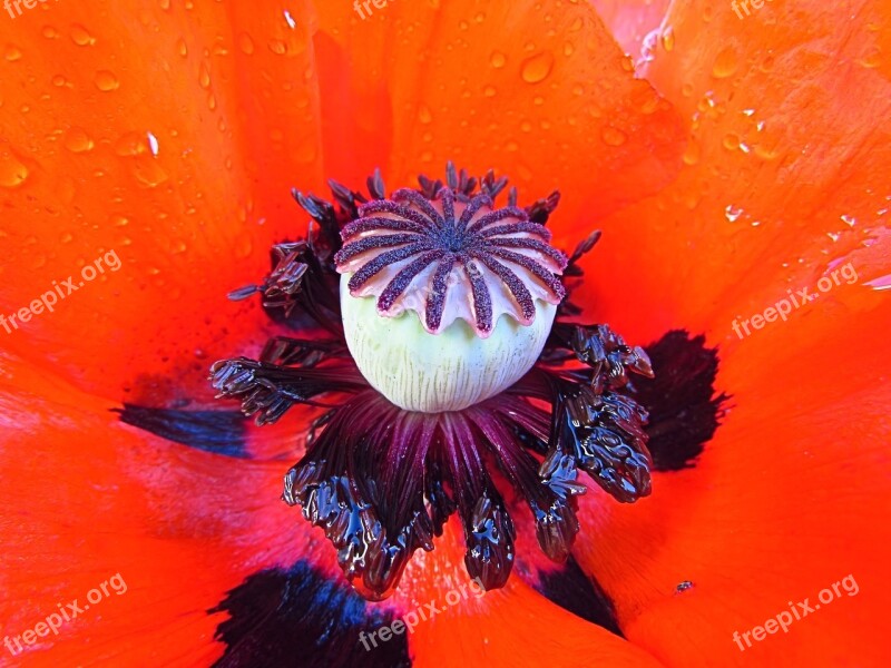 Poppy Rain Raindrop Drop Of Water Close Up