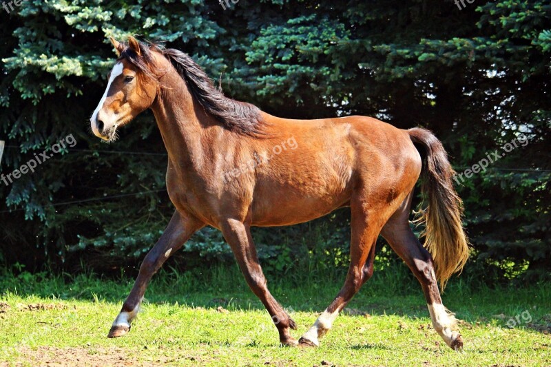 Horse Pony Brown Trot Pasture