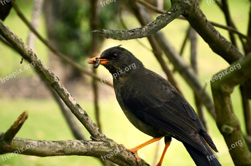 Ave Bird Bird Eating Nature Free Photos