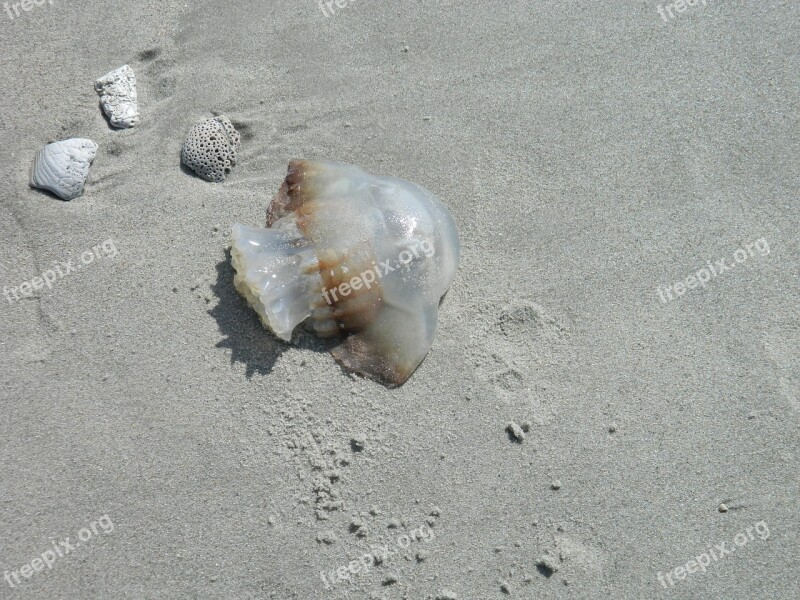 Jelly Fish Sea Shells Beach Free Photos