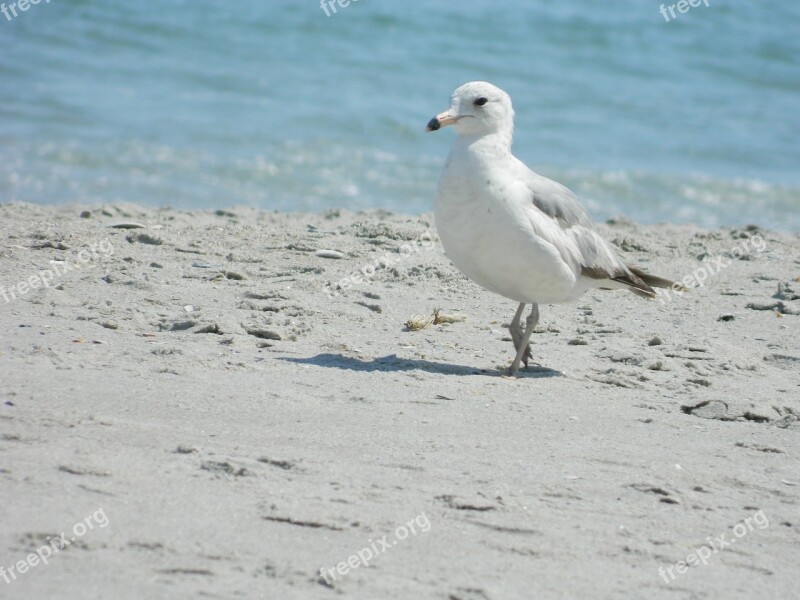 Sea Gull Ocean Beach Free Photos