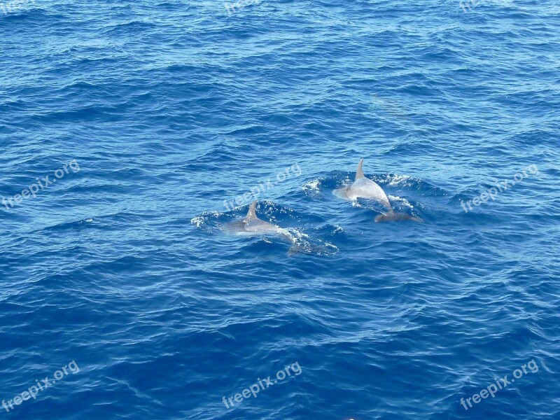 Sea Dolphin Water Free Photos