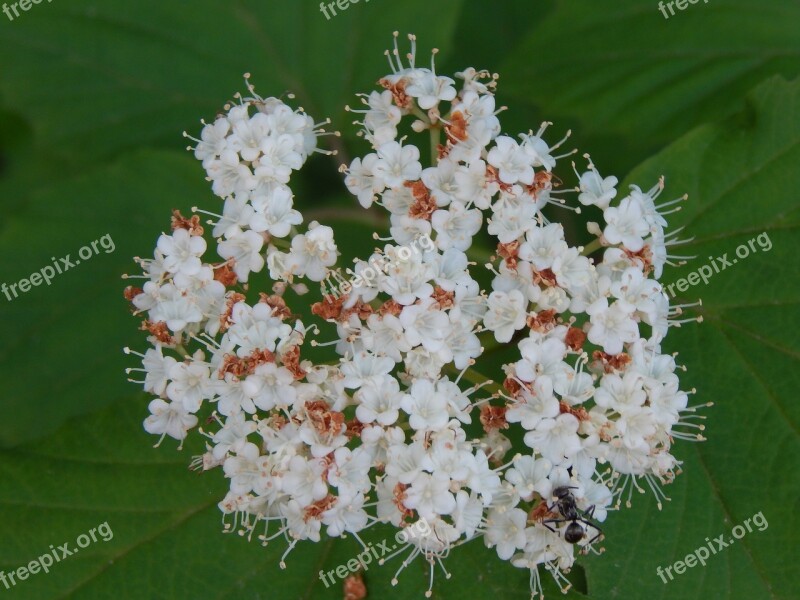 Woodland Flowers Flora Plant Wild