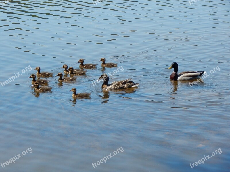 Ducks Lake Water Wildlife Pond