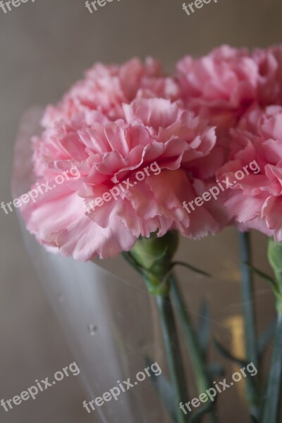 Clove Pink Flowers Beautiful Flower Free Photos