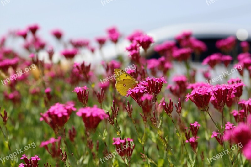 Bee Plants Blossom Pink Flower Pink