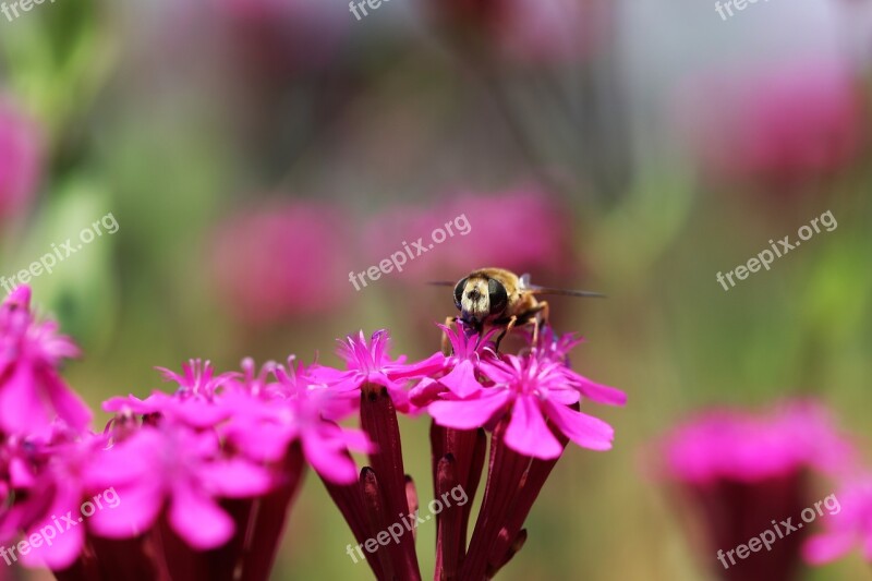 Plants Blossom Pink Flower Pink Spring Flowers