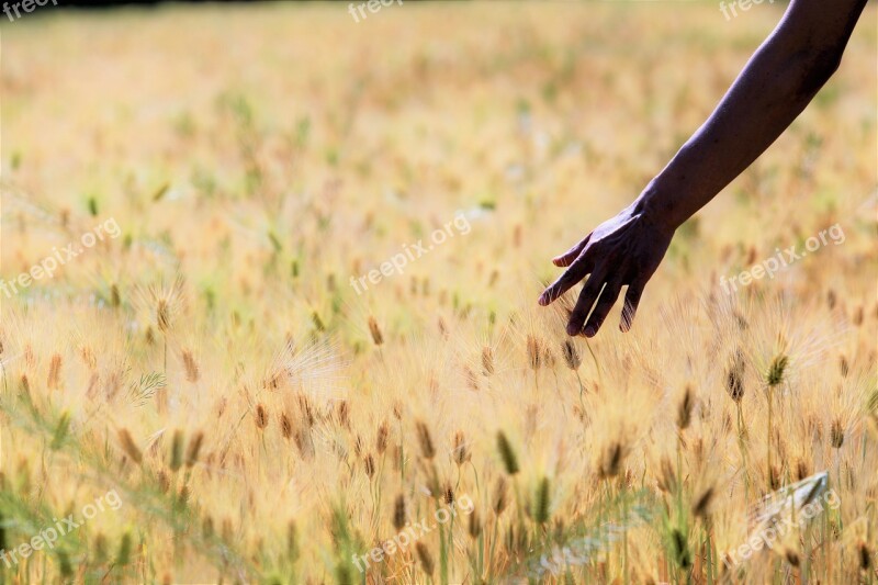 Barley Field Landscape Hand Beautiful Free Photos