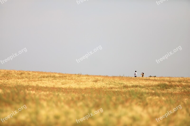 Barley Field Landscape Beautiful Scenery Outdoor