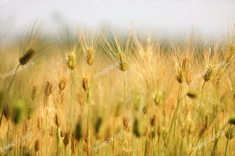 Barley Field Landscape Nature Spring Free Photos