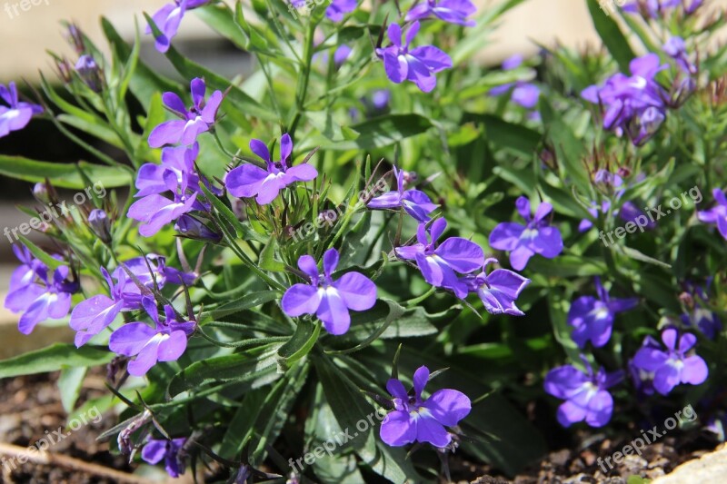 Flowers Blue Violet Plant Blue Flowers