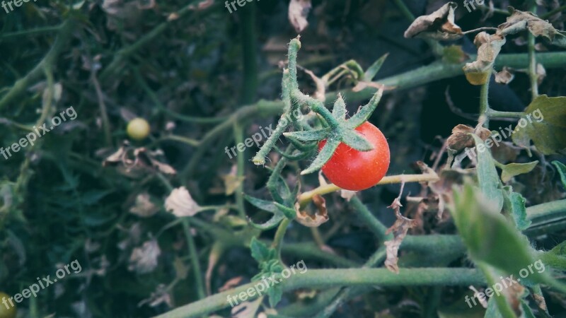 Cherry Tomato Nature Food Vegetable Free Photos