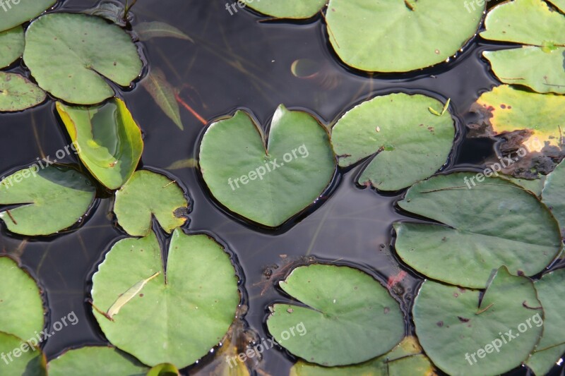 Water Swamp Pond Lake Lilly