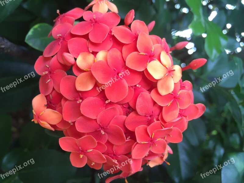 Flowers Pentas Garden Green Blossom