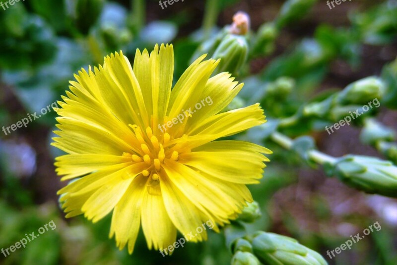 Butter Lettuce Fresh Flower Garden