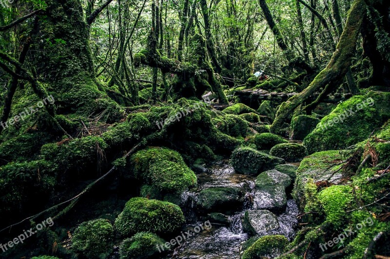 Yakushima Island Green Natural Natural Heritage Mystery