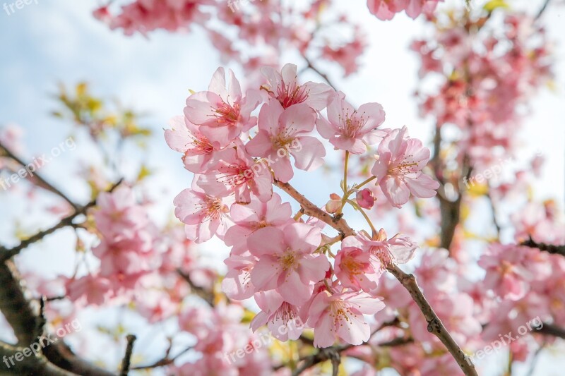 Cherry Blossoms Pink Natural Kawazu Japan