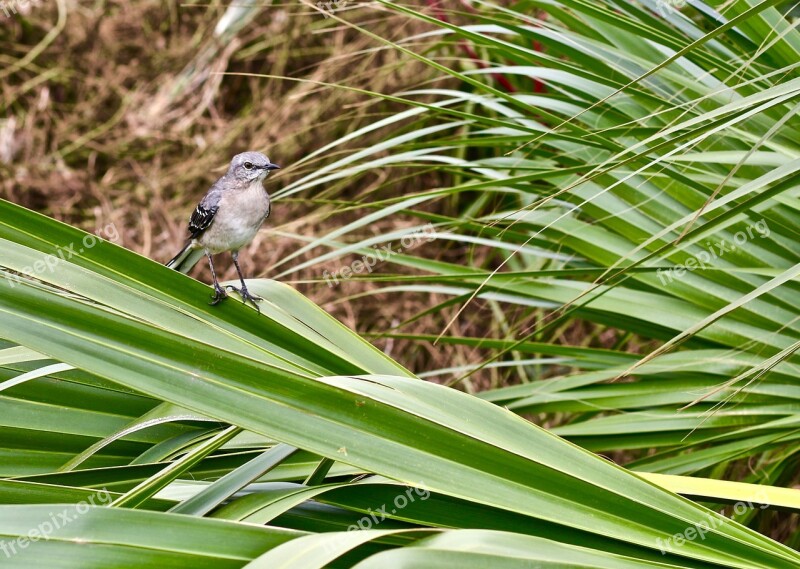 Bird Savannah United States Free Photos