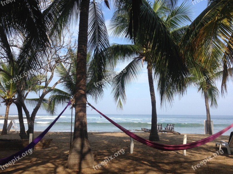 Mexico Guerrero Beach Palms Hammock