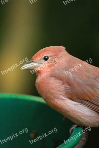 Bird Pink Bird Close Up Cute Animal