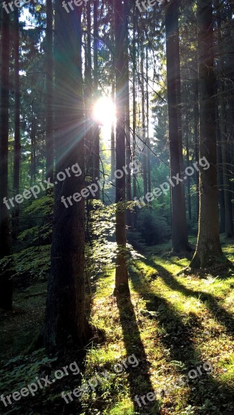 Morning Sun Forest Moss Nature Sun