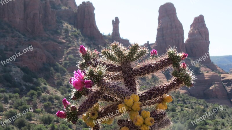 Desert Flowers Rock Formations Landscape Mountain Free Photos