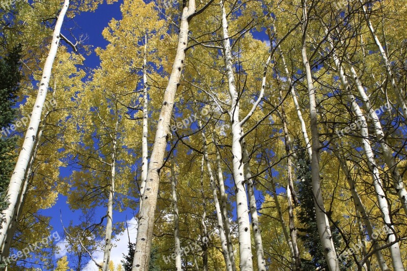 Aspen Colorado Wilderness Scenic Free Photos