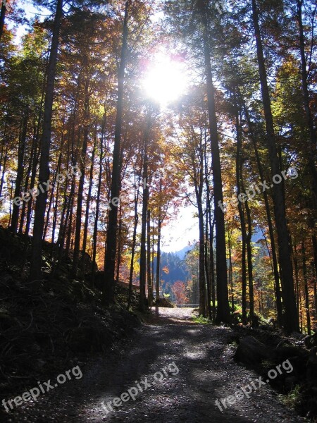 Autumn Forest Fall Color Leaves Fall Foliage