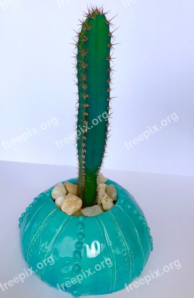 Cactus Spiky Prickly Thorn Succulent