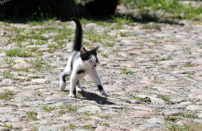 Cat Puppy Kitten Cobblestones Free Photos