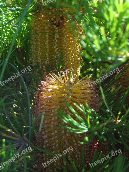 Flower Native Banksia Australia Free Photos