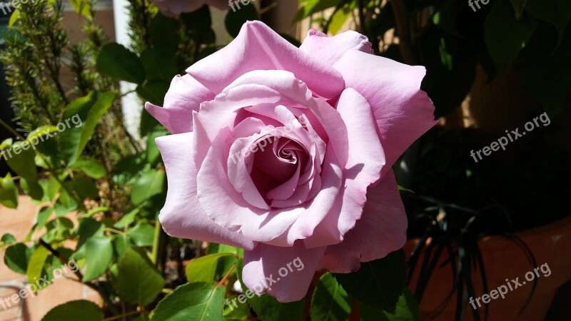 Rosa Pink Flower Roses Pink Flowers Free Photos