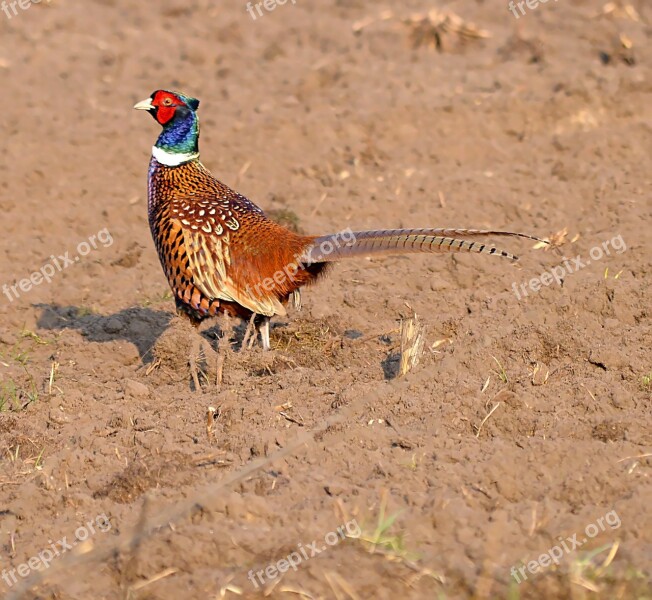 Hunting Pheasant Colorful Gorgeous Forest Bird