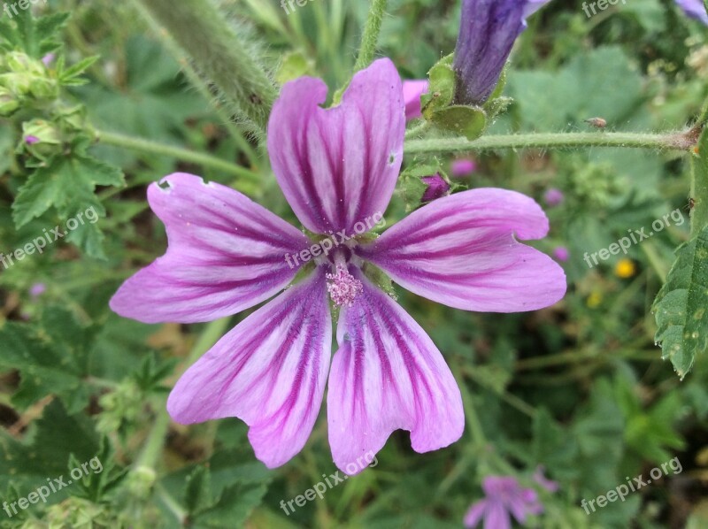 Mallow Flower Nature Spring Wild