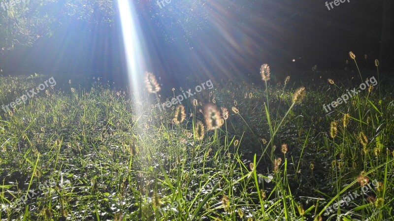 The Dog's Tail Grass Sunshine Sway Autumn Free Photos