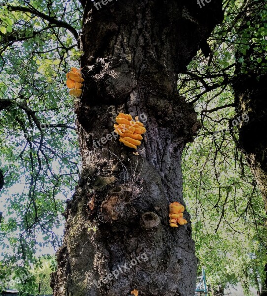 Mushroom Tree Nature Spring Hub