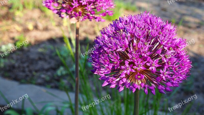 Garlic Blooms Garlic Główkowaty Flower Nature