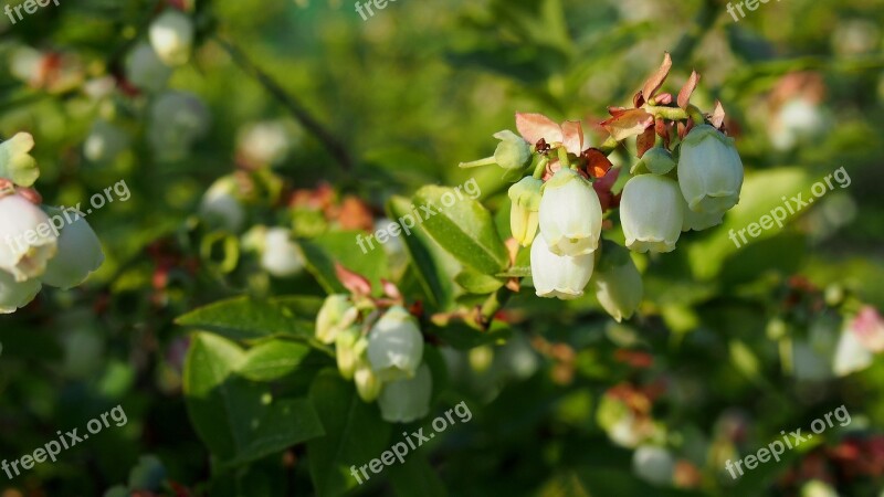 Bilberry Bud Blooms Spring Nature