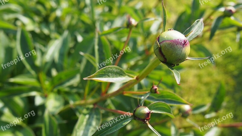 Peony Bud Macro Nature Garden