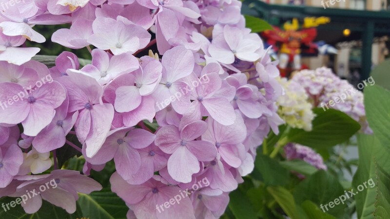 Kogiku Summer Flowers Flowers Pink Flower Potted Plant