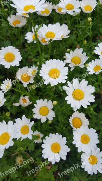 Chrysanthemum Kogiku White Flowers Potted Plant Flower Garden