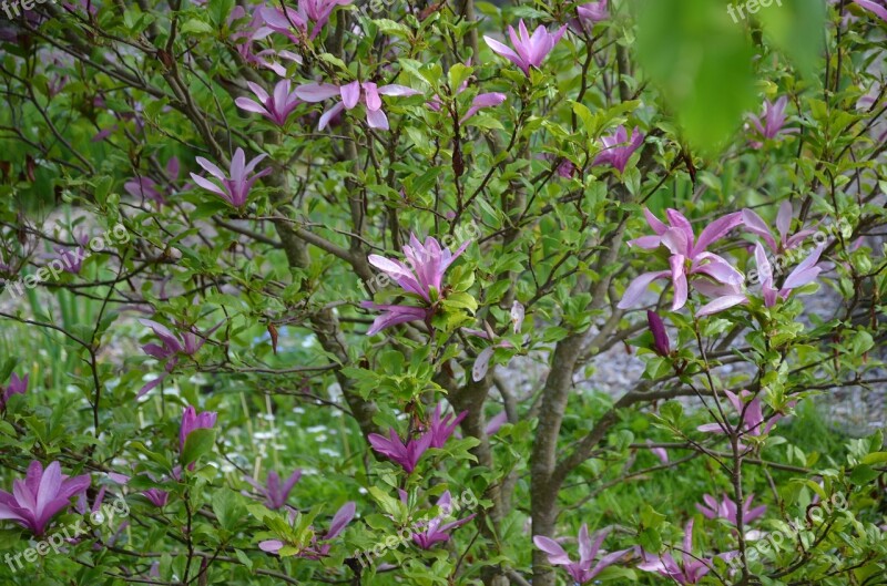 Flowering Shrub Violet Spring Nature Free Photos