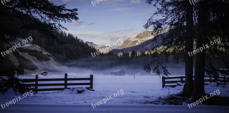 Glade Fog Atmosphere Winter Forest