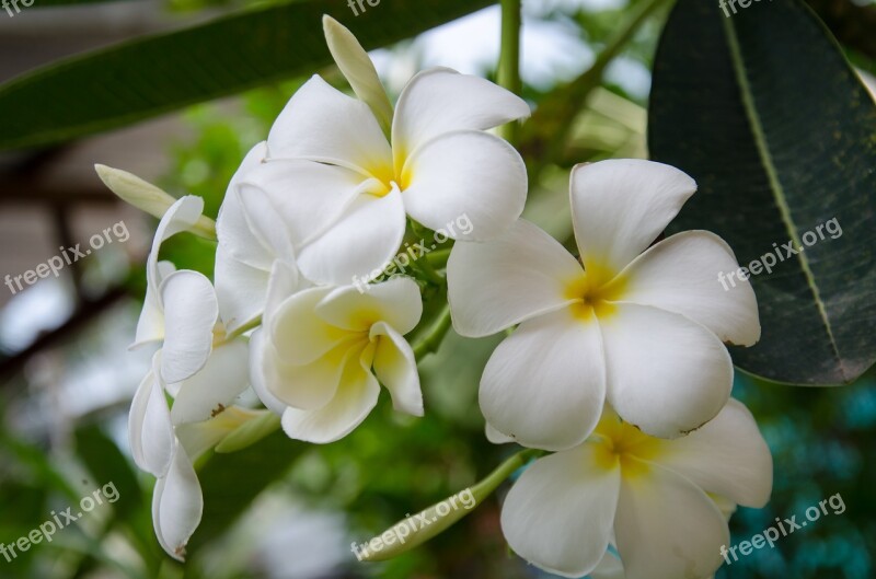 Flower White White Flowers Decorate Background