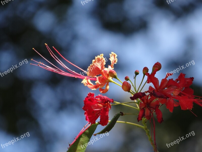 Flower Flamboyant Tree Tree Brazil Nature