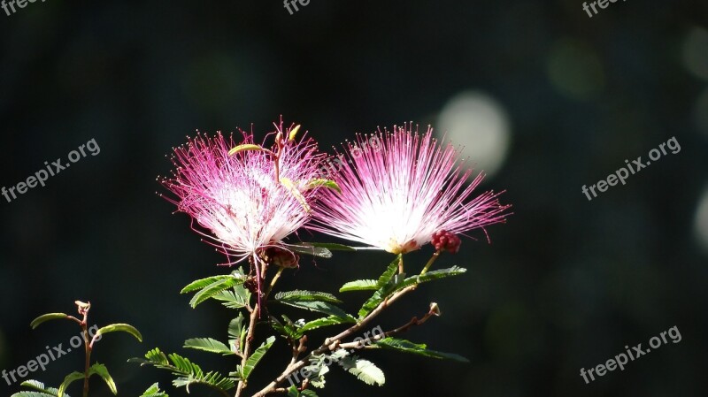 Flower Explosion Color Brazil Nature Garden