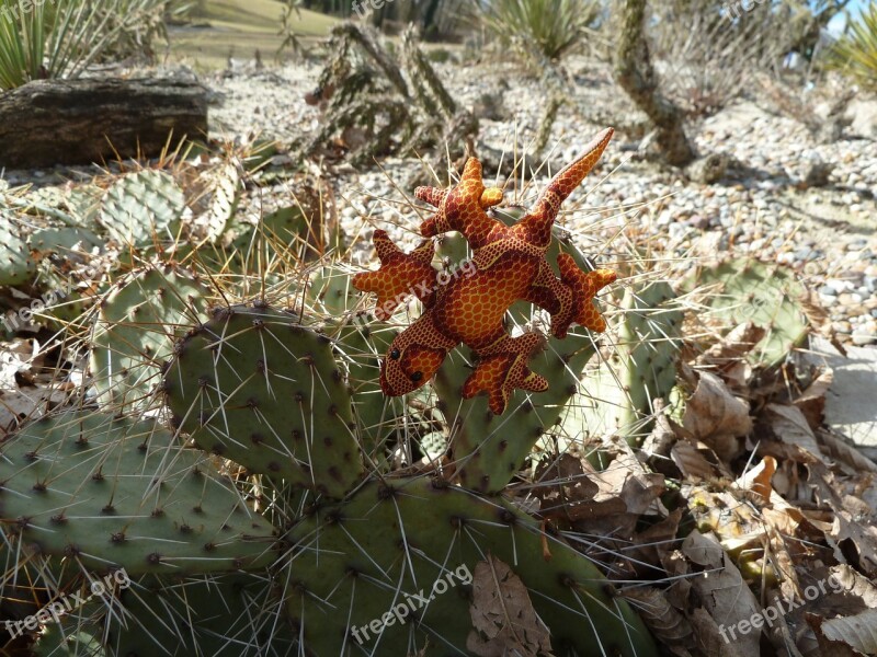 Soft Toy Lizard Cactus Spur Flower