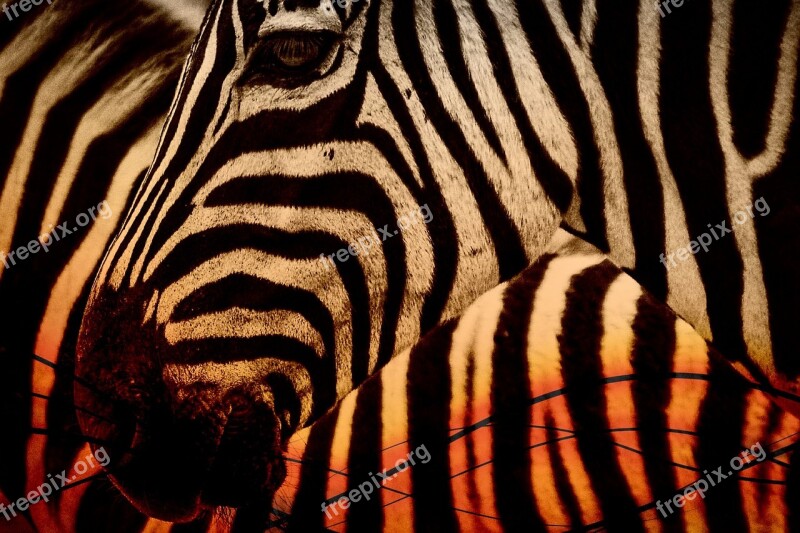 Zebra Africa Animal Wildlife Nature