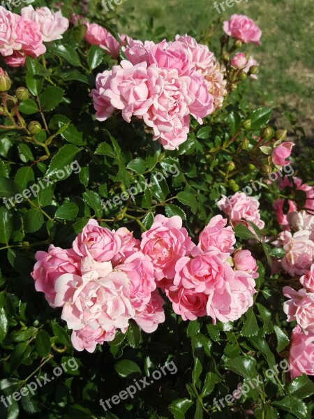 Roses Pink Roses Pink Rose Bush Bush