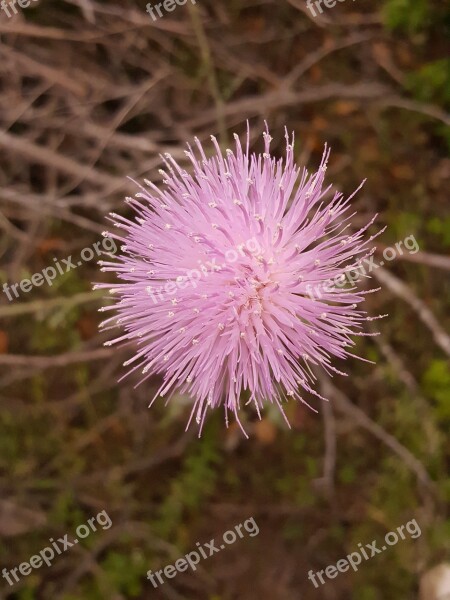 Flower Pink Thistleweed Ball Flower Woods